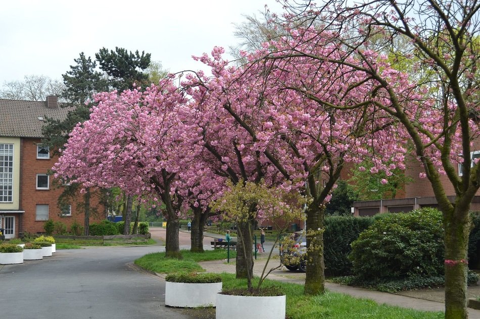 pink tree
