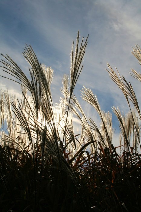 bottom view of the ornamental grass