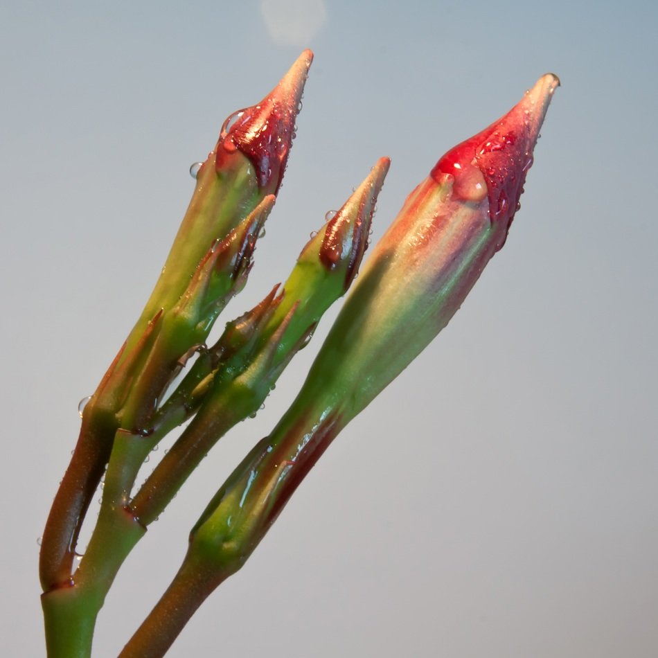 inflorescences of red flower close-up on blurred background