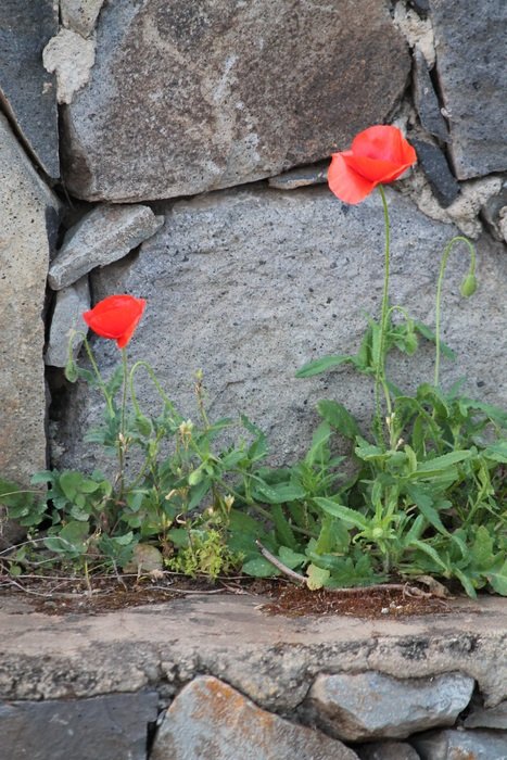 red poppy in rocks