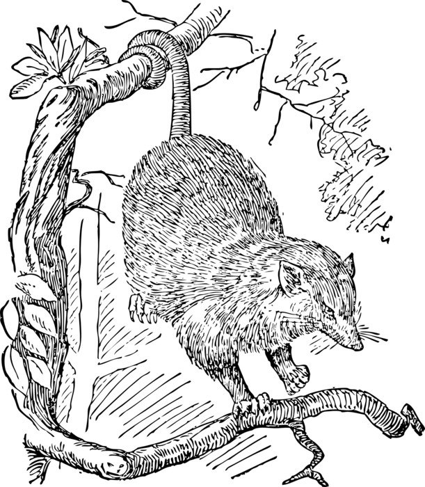 opossum animal drawing