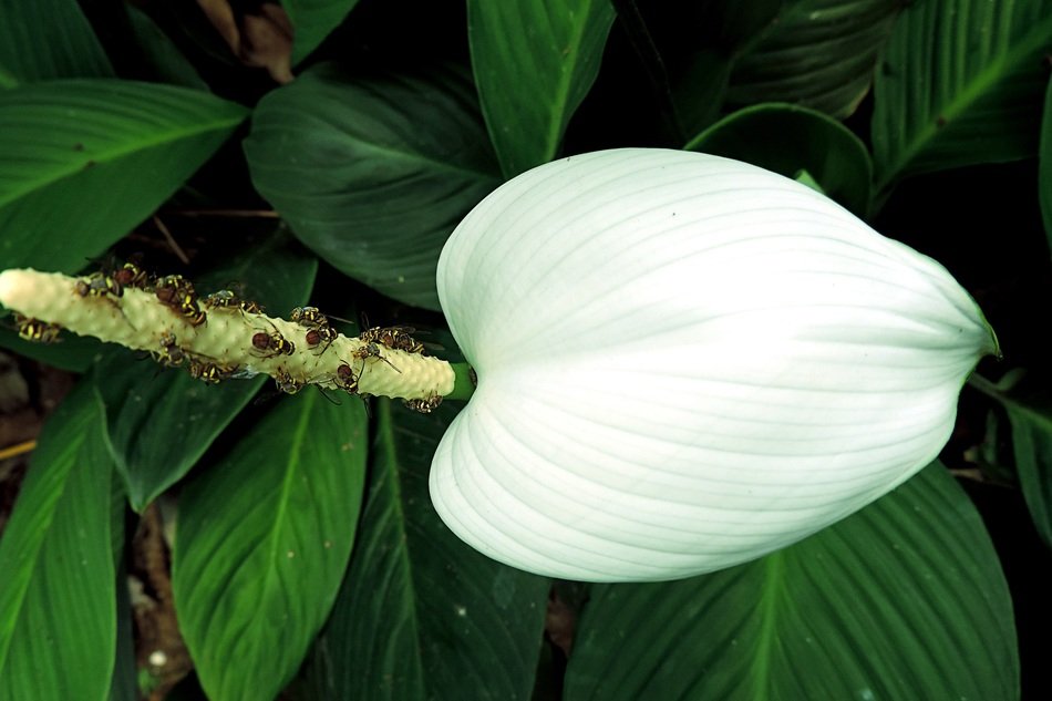 white anturium flower close-up