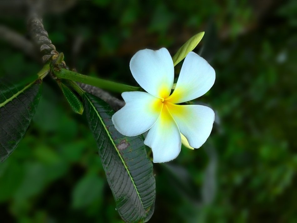 white flower with a yellow core on a branch