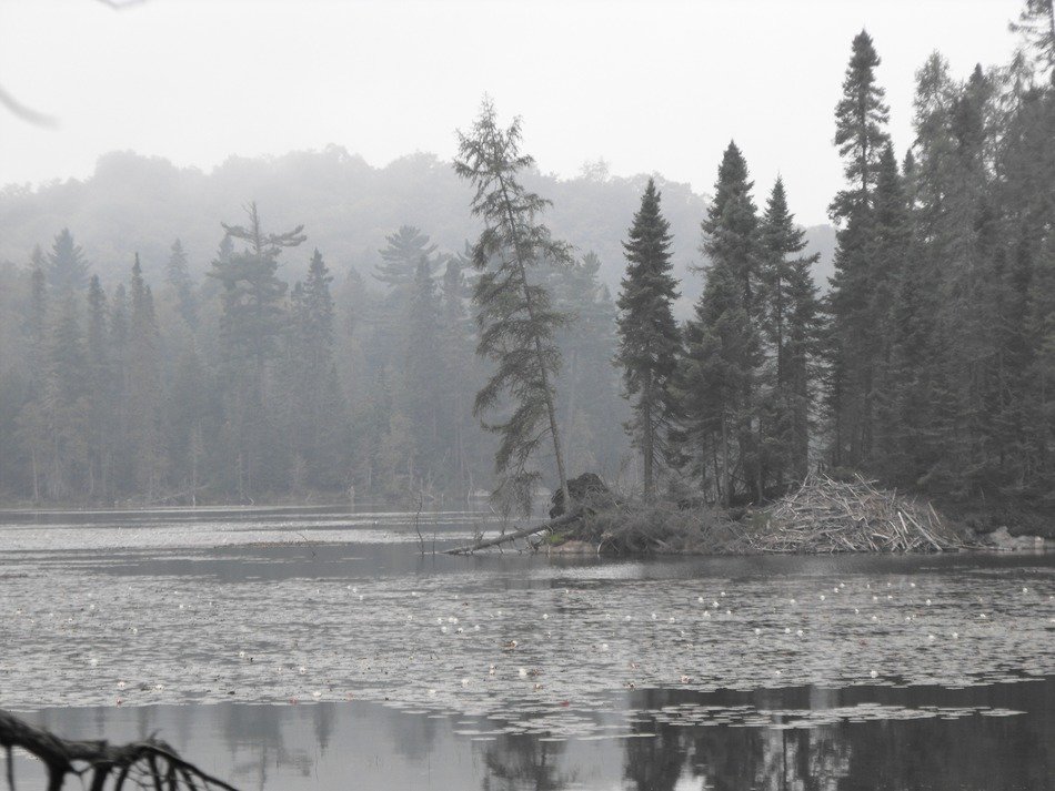 lake in the fog in black and white background