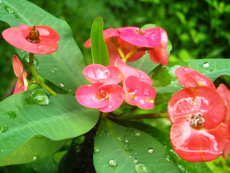 Red ephorbia flowers