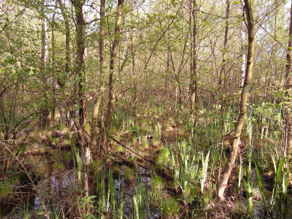 Moor in the forest