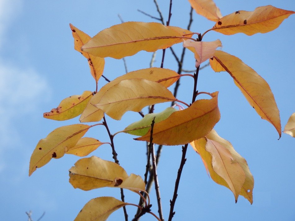 branches with green leaves in November