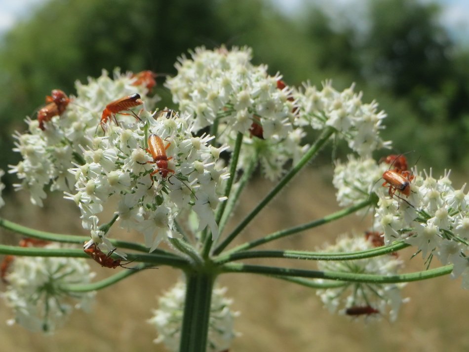 common eltrot hogweed flora