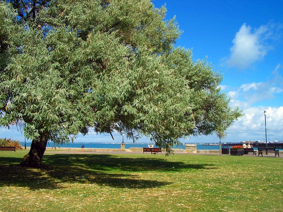 Tree in England