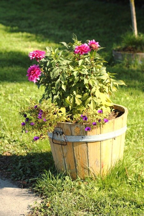 garden flowers in a wooden tub