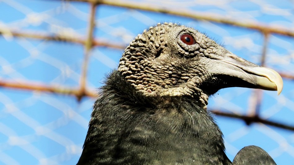 bird head on the background of the lattice