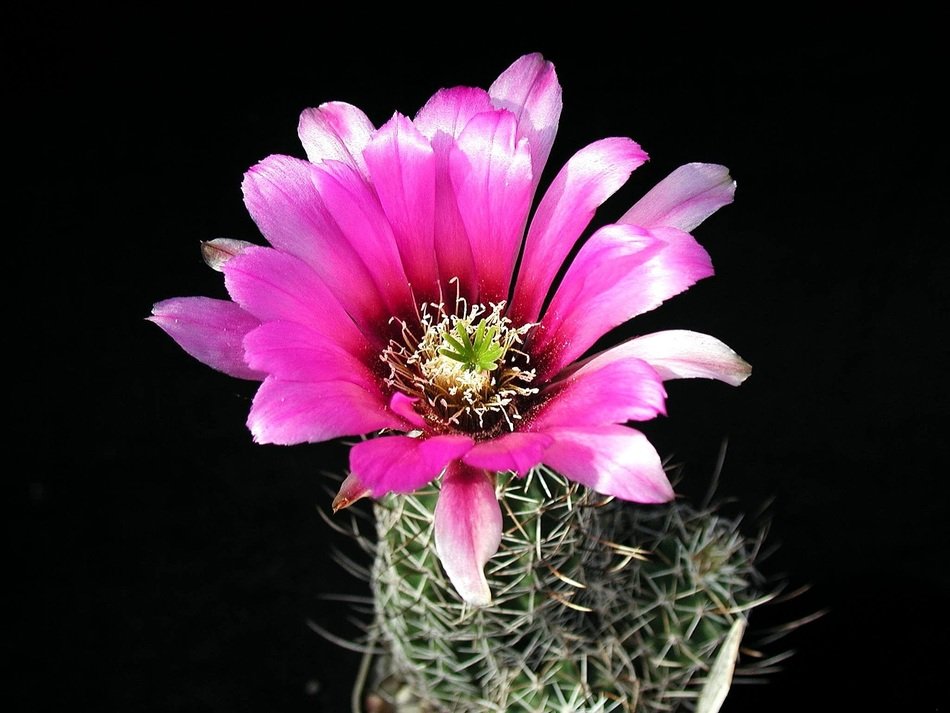 cactus with big pink flower on black background