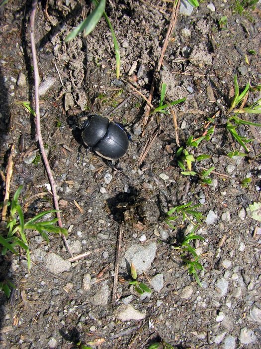 dung beetle on the ground in the sunlight