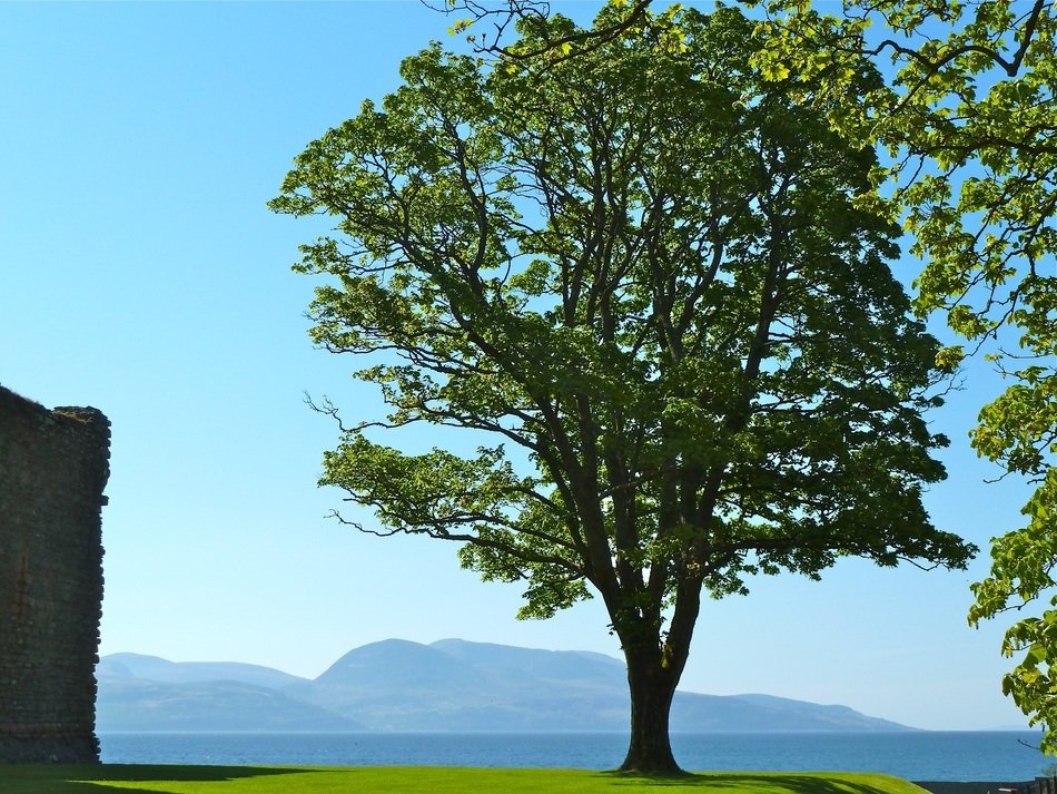 tree with green leaves near the ocean
