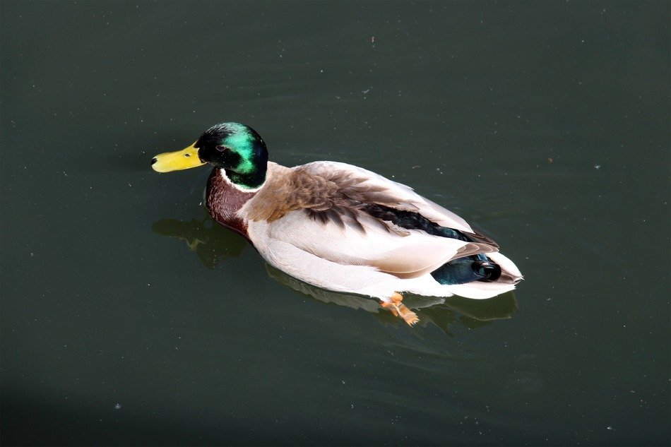 top view of a duck with a green head on the water