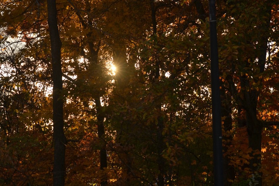 setting sun in the foliage of trees