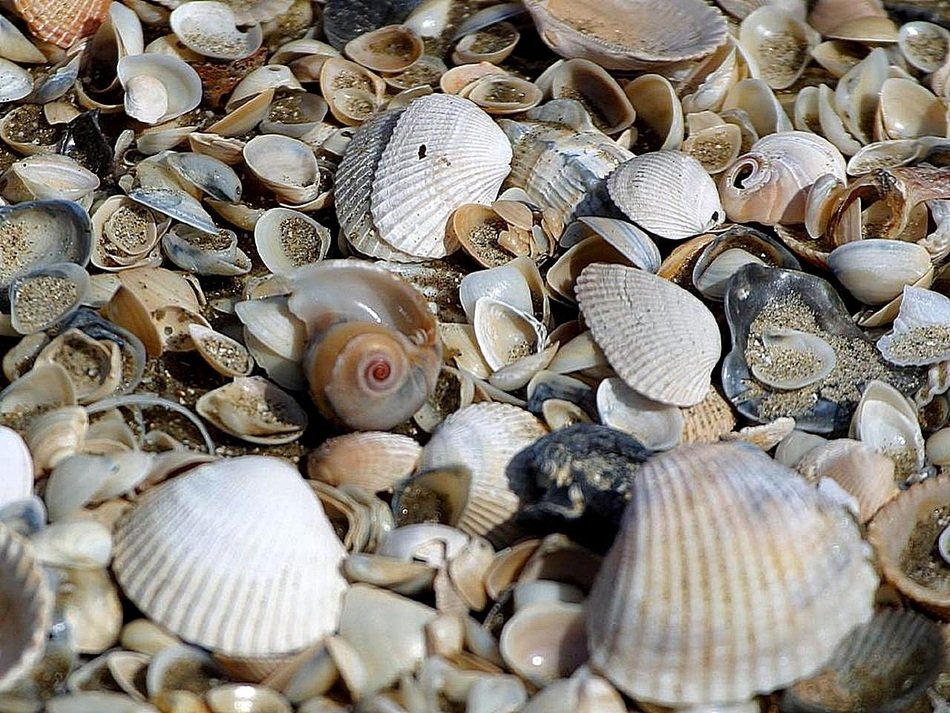 sand with shells on the beach