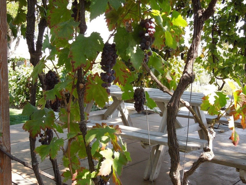 growing grapevine in California