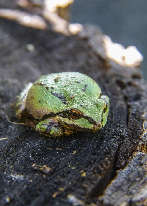 green tree frog