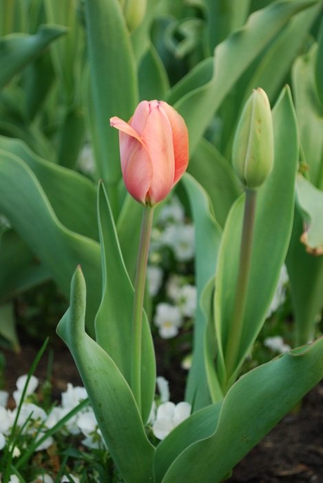 Pink tulip flower in spring