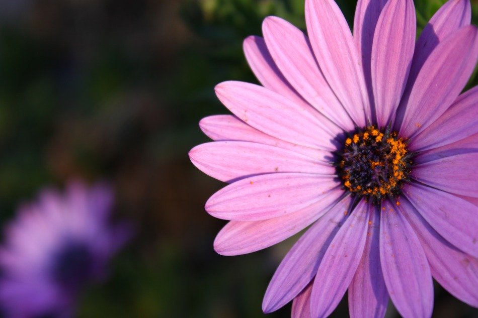 photo of purple daisy