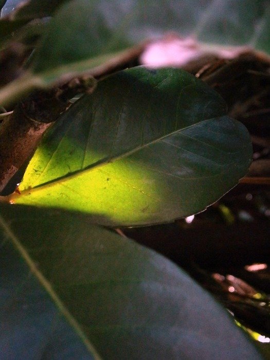 bay laurel in the sunlight
