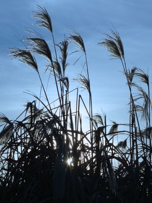 silhouettes of reed grass on the blue sky