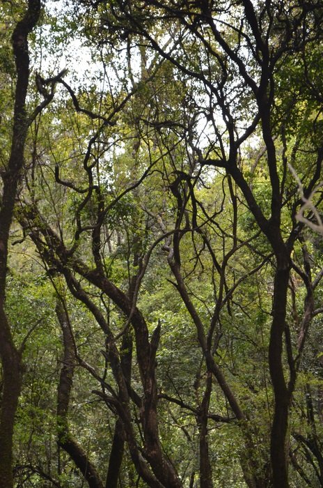 menagesha forest