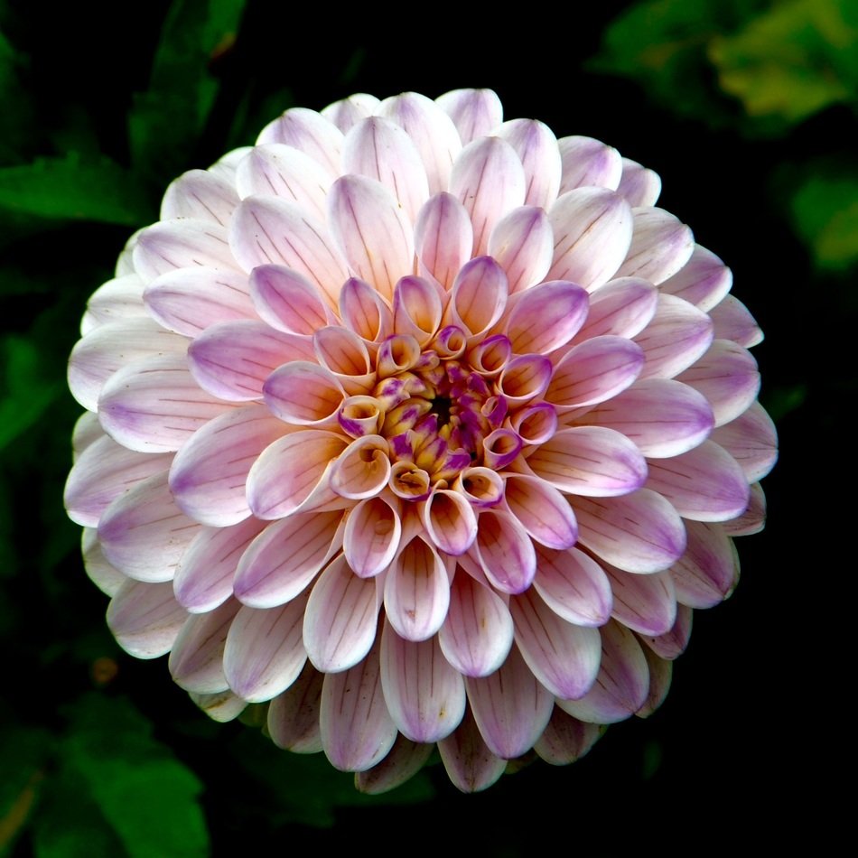light pink flower in the park