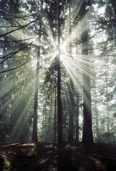 the highlight of the sun between the trees in the forest