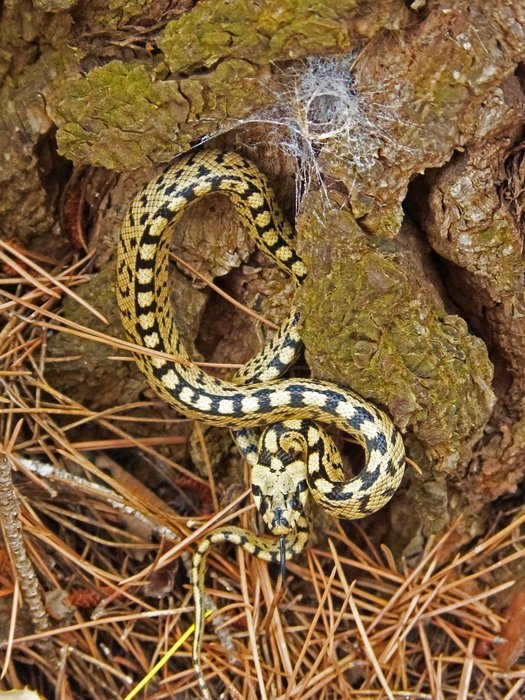 Striped snake in the forest free image download