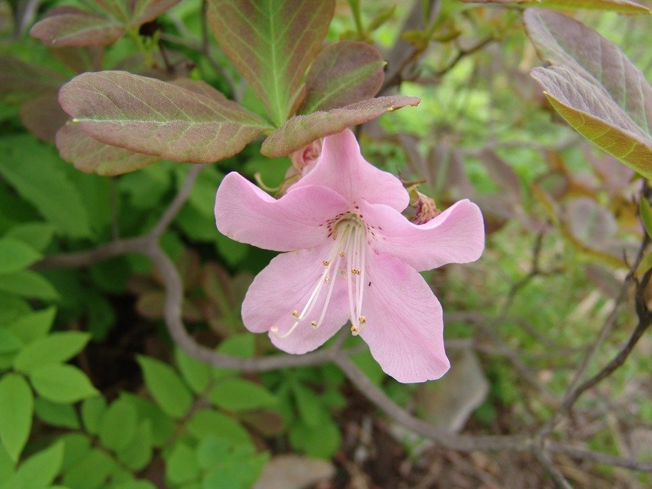 pink flower affix in nature