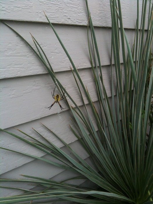 spider on yucca on the background of the wall of the house