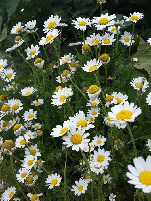 extraordinary beautiful daisy
