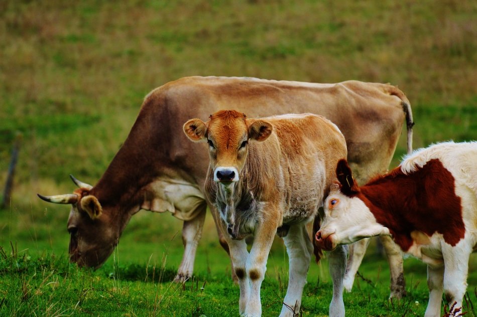 Cattle in agriculture