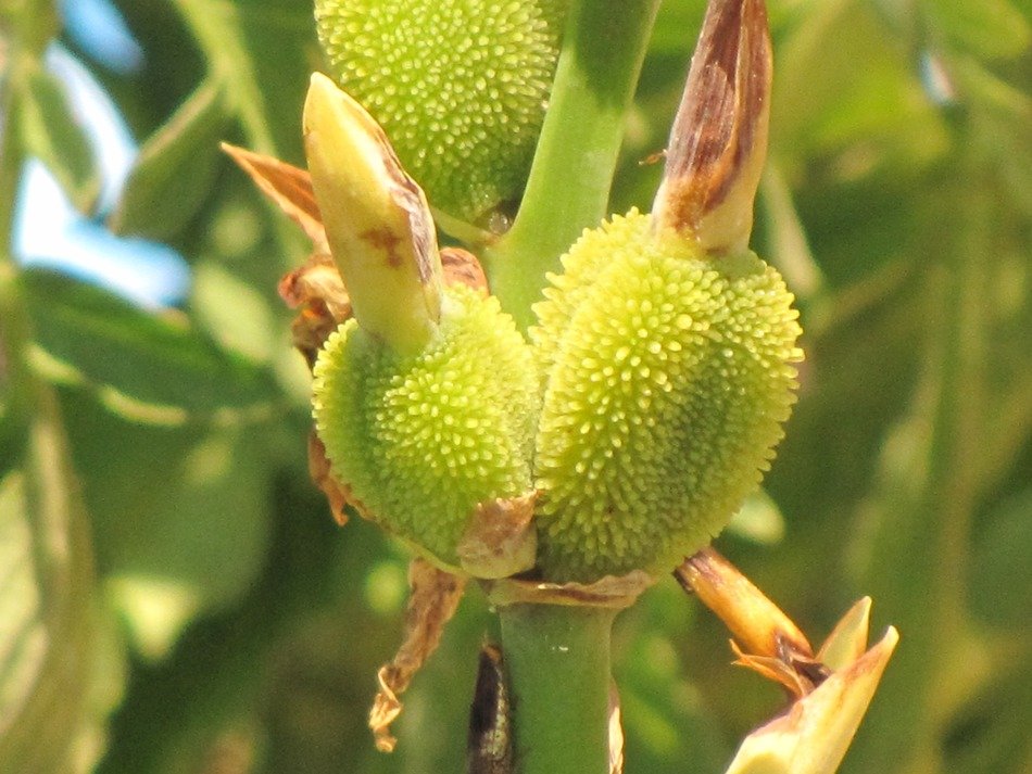green lily seeds