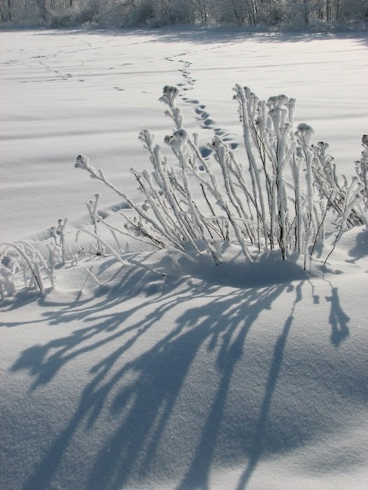 shadow from the plant on the snow cover