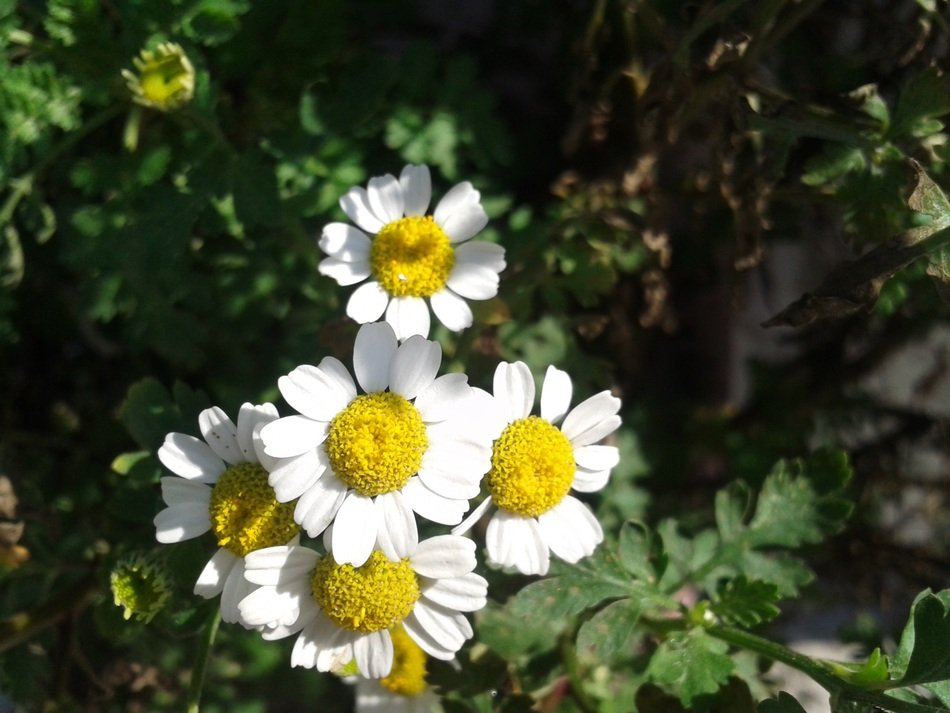 white and yellow flowers in the shadow