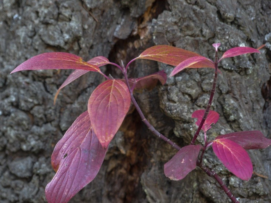 photo of purple plant on a background of stones