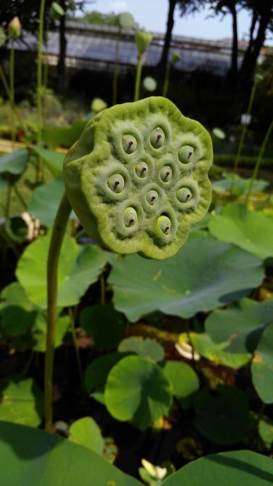 Picture of the green plant