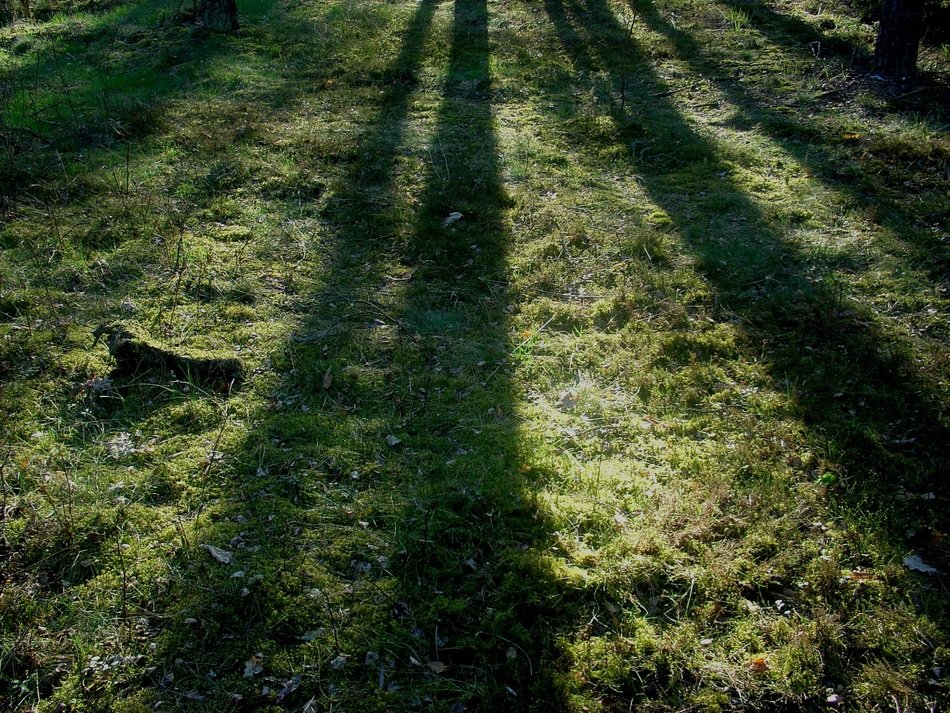 forest tree shadows