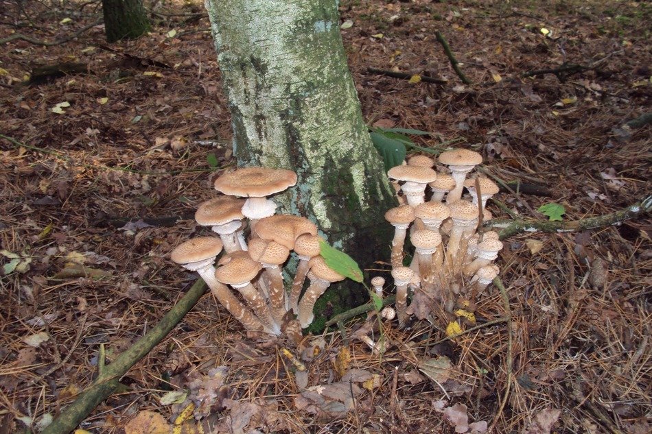 unusually beautiful mushroom