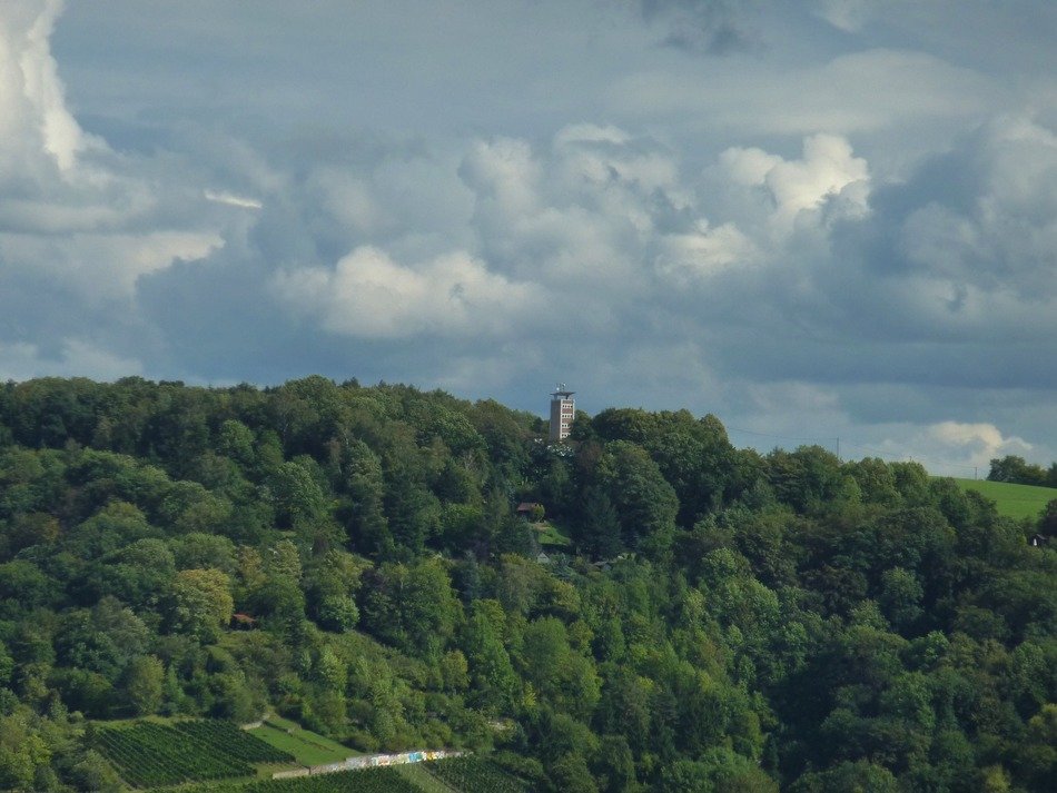 forest in esslingen