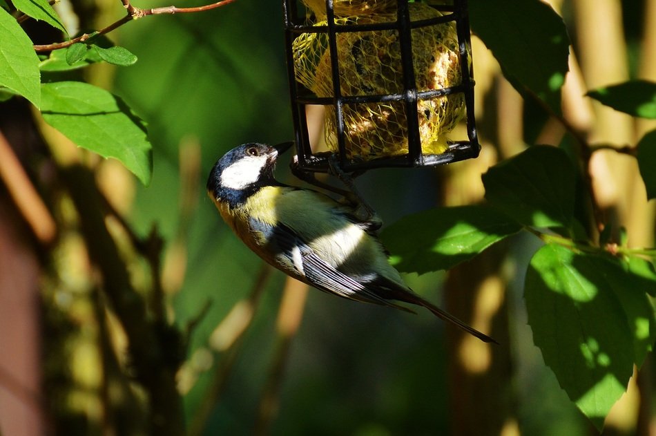 bird on a cage in search of food