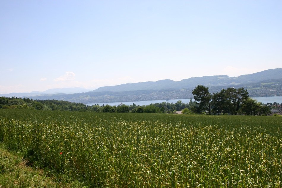 meadow with flowers near a lake in switzerland