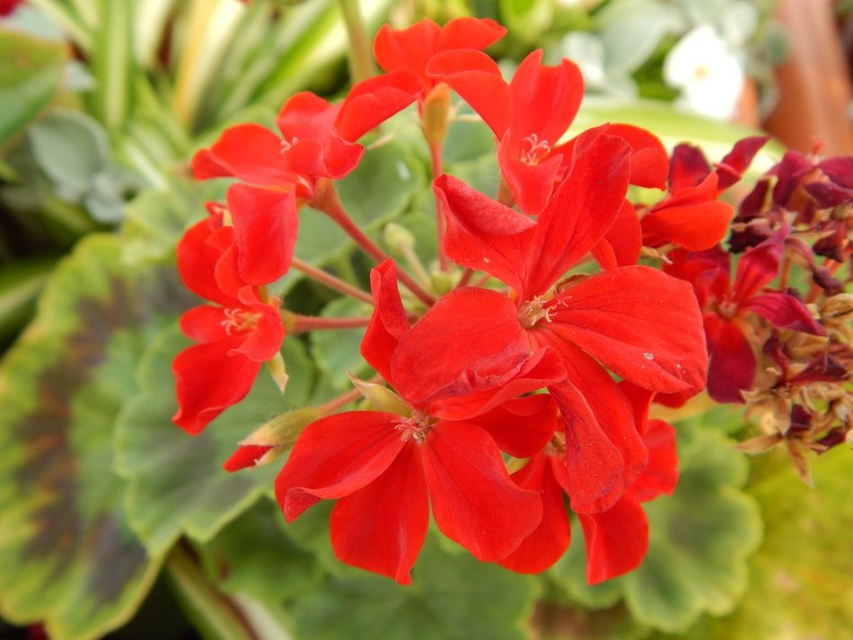 bright red geranium in the garden
