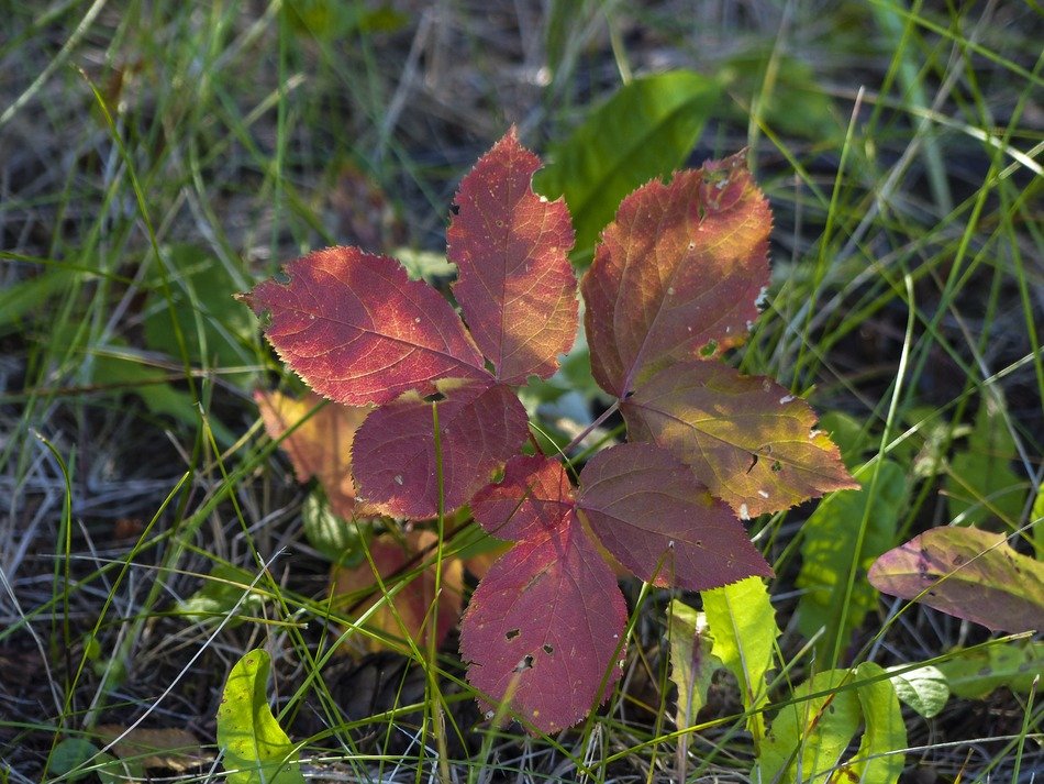 colorful autumn leaves on the ground in the early morning