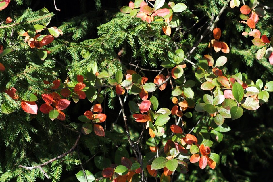 Spruce in autumn
