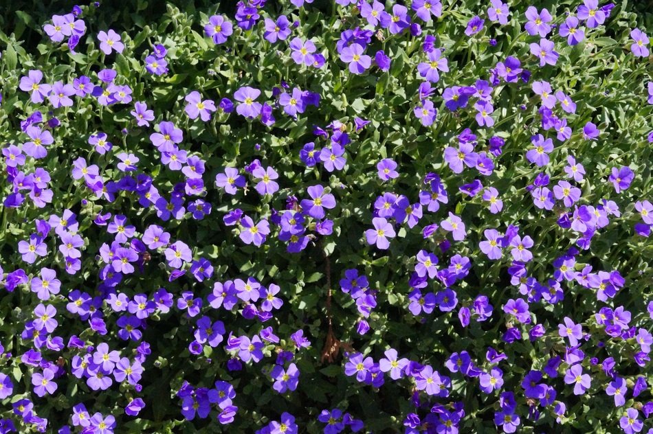 bush with small purple flowers in the garden