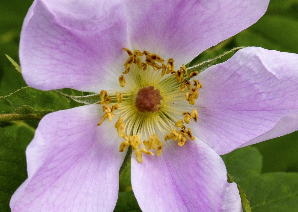 unusually beautiful wild rose